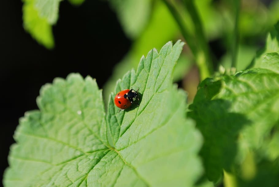Ladybug, Insect, Nature, Garden, green, leaf, plants, calm HD wallpaper