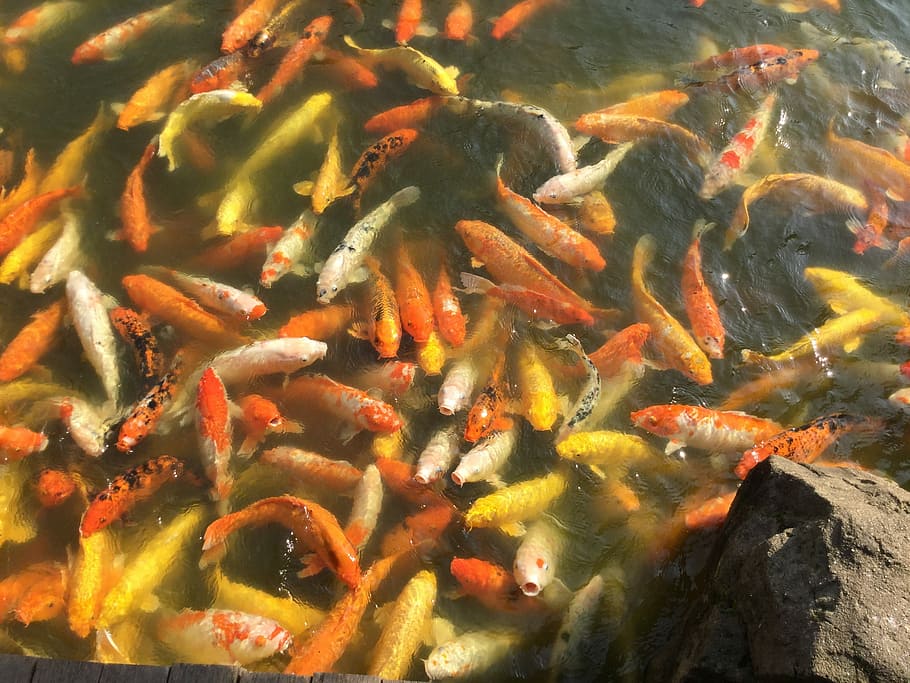 Fish, Animal, River, large group of animals, no people, animal themes HD wallpaper