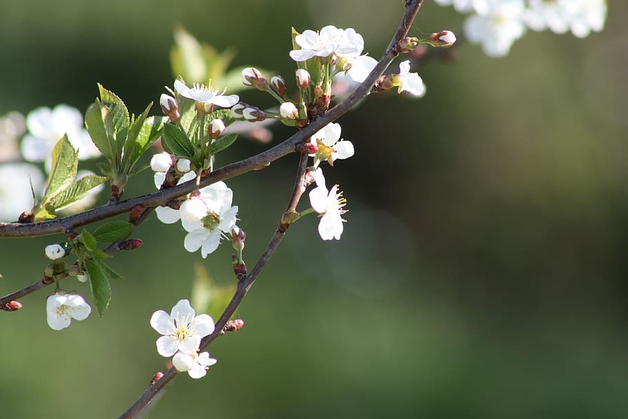 Spring, White, Bloom, Nature, Apple Tree, leaves, living nature HD wallpaper