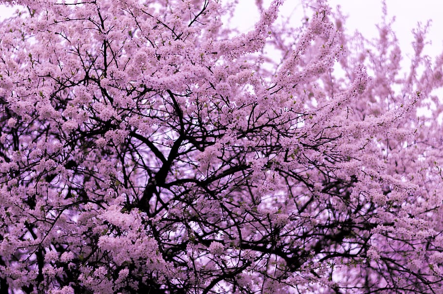 pink blossom tree, shallow focus photography of pink cherry blossom tree HD wallpaper