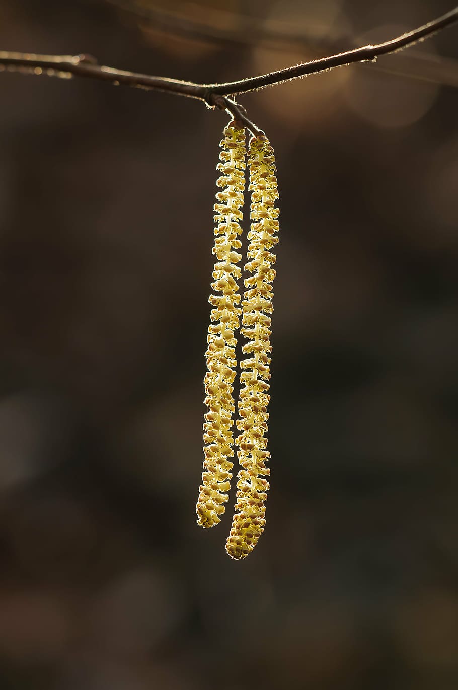 selective focus photography of yellow flower, hazelnut kitten HD wallpaper