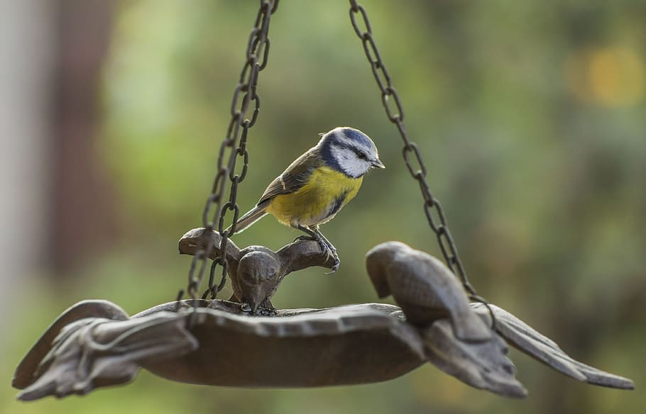 tit, blue, bird, feeder, yellow, beak, spring, feather, ornithology HD wallpaper