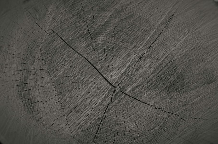 Trees, Macro, Black And White, textured, old-fashioned, retro styled HD wallpaper
