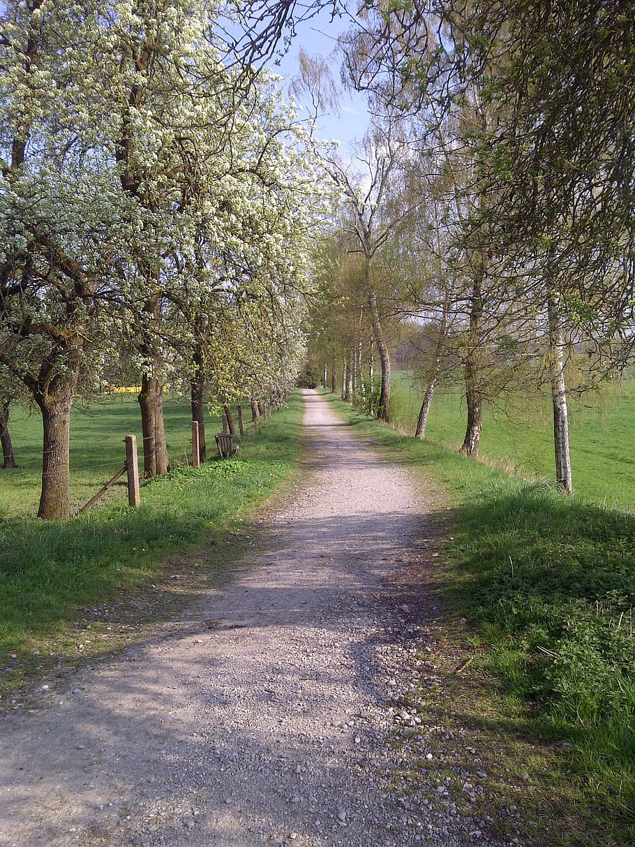 away, spring, tree, landscape, plant, nature, tranquility, growth HD wallpaper