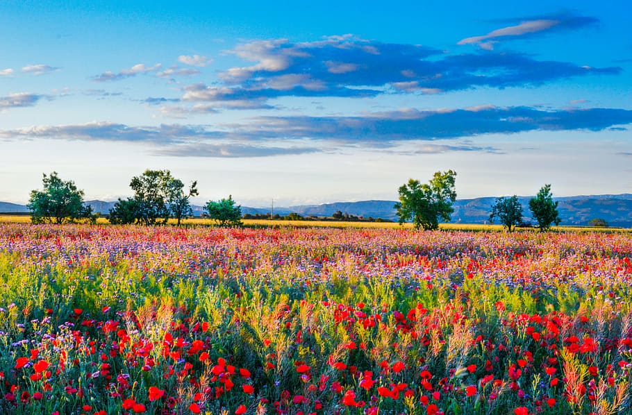 assorted-color flower field during daytime, wild flowers, field of poppies