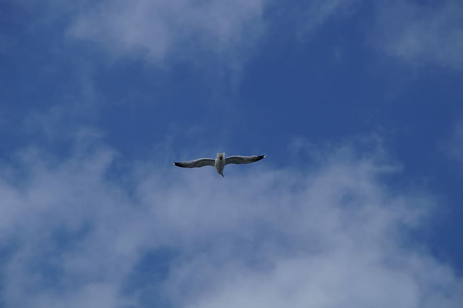Seagull, Fly, Sky, Blue, Blue, Bird, water bird, sail, coast HD wallpaper