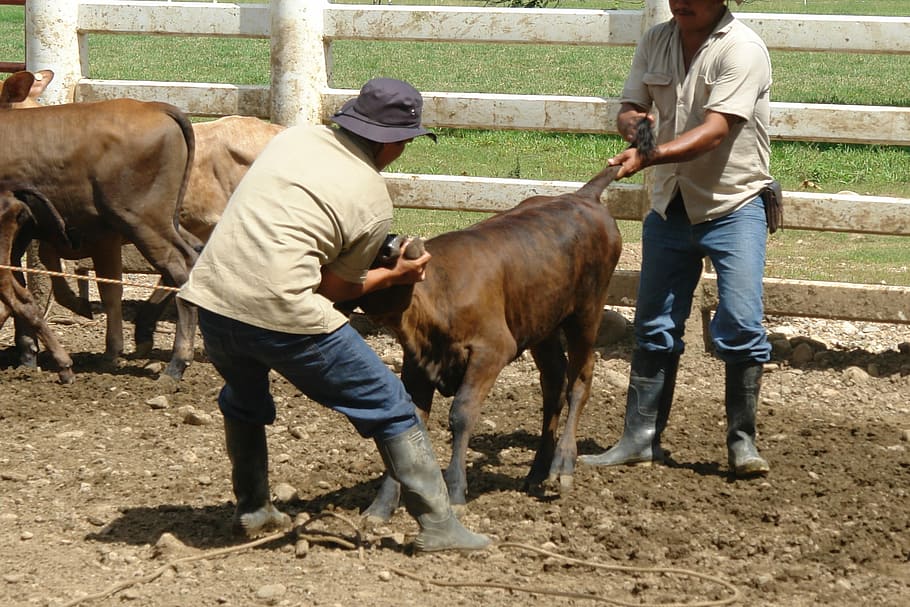 work, chore, field, mammal, domestic animals, pets, livestock HD wallpaper