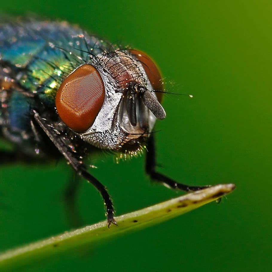 Fly, Insect, Head, Macro, one animal, animal themes, close-up HD wallpaper