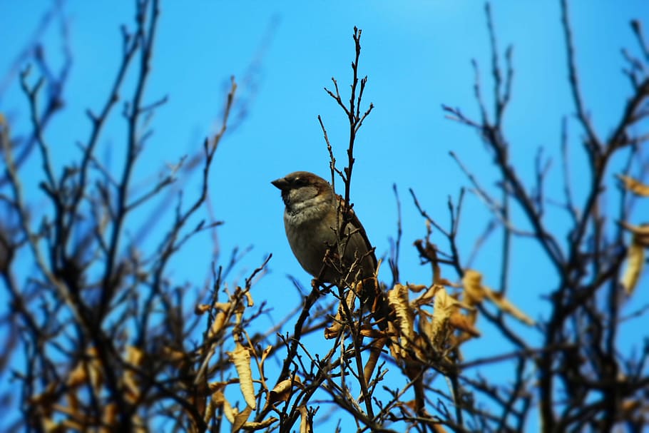 Sparrow, Male, Trees, Iraq, bird, one animal, animals in the wild, HD wallpaper
