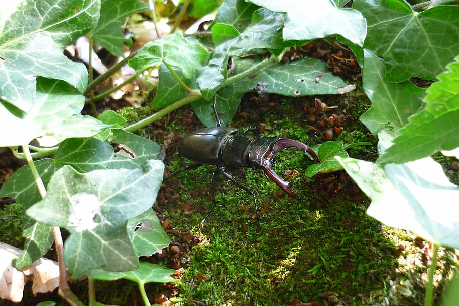 stag beetle, insect, lucanus cervus, european, lucane kite HD wallpaper