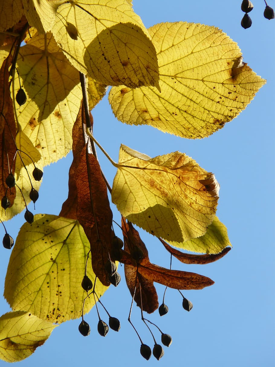 Lipovina, Linde, Tilia, Winter, winter linde, stone linde, tilia cordata, HD wallpaper