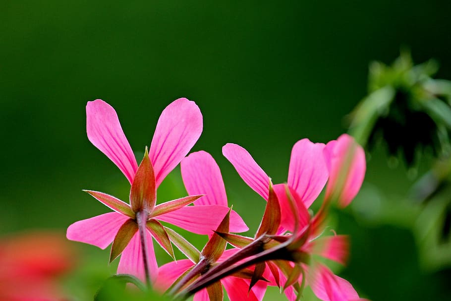 geranium, blossom, bloom, geraniums bloom, balcony plant, nature HD wallpaper