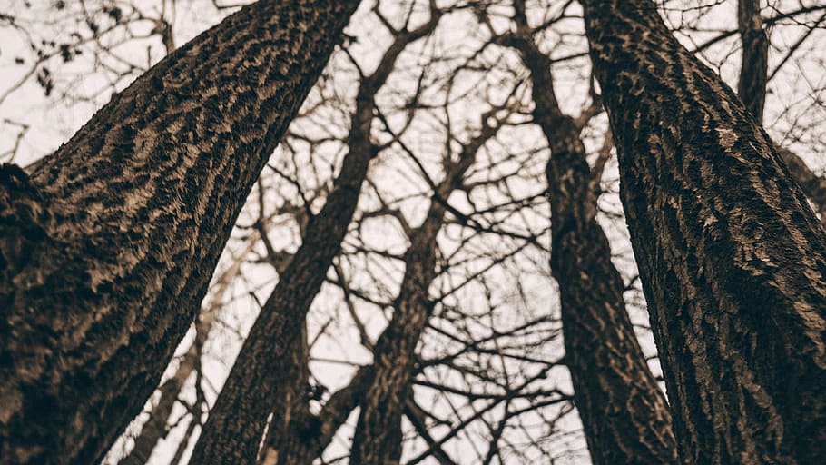 landscape, nature, trunks, texture, autumn, bark, branches, environment HD wallpaper
