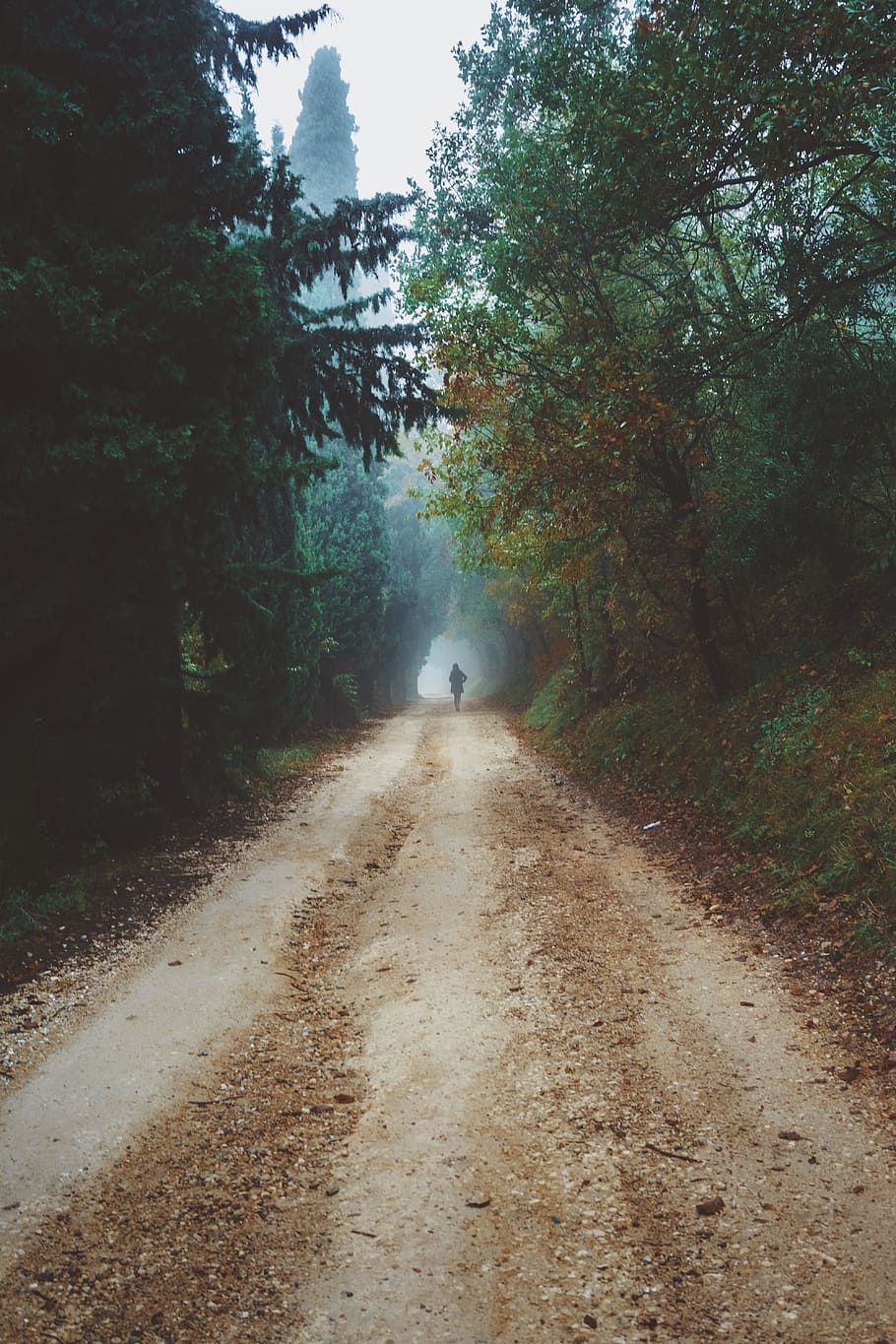 road, path, green, grass, trees, plant, people, walking, alone HD wallpaper