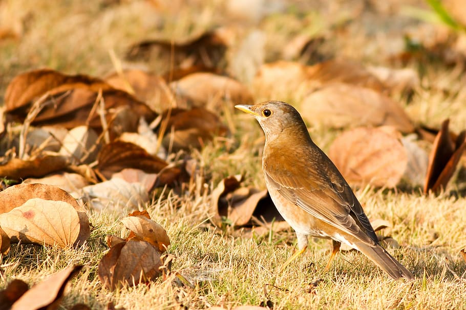 selective focus closeup photography of brown bird on ground near fallen leaves at daytime, brown bird on brown grass field beside dried leaves closeup photo HD wallpaper