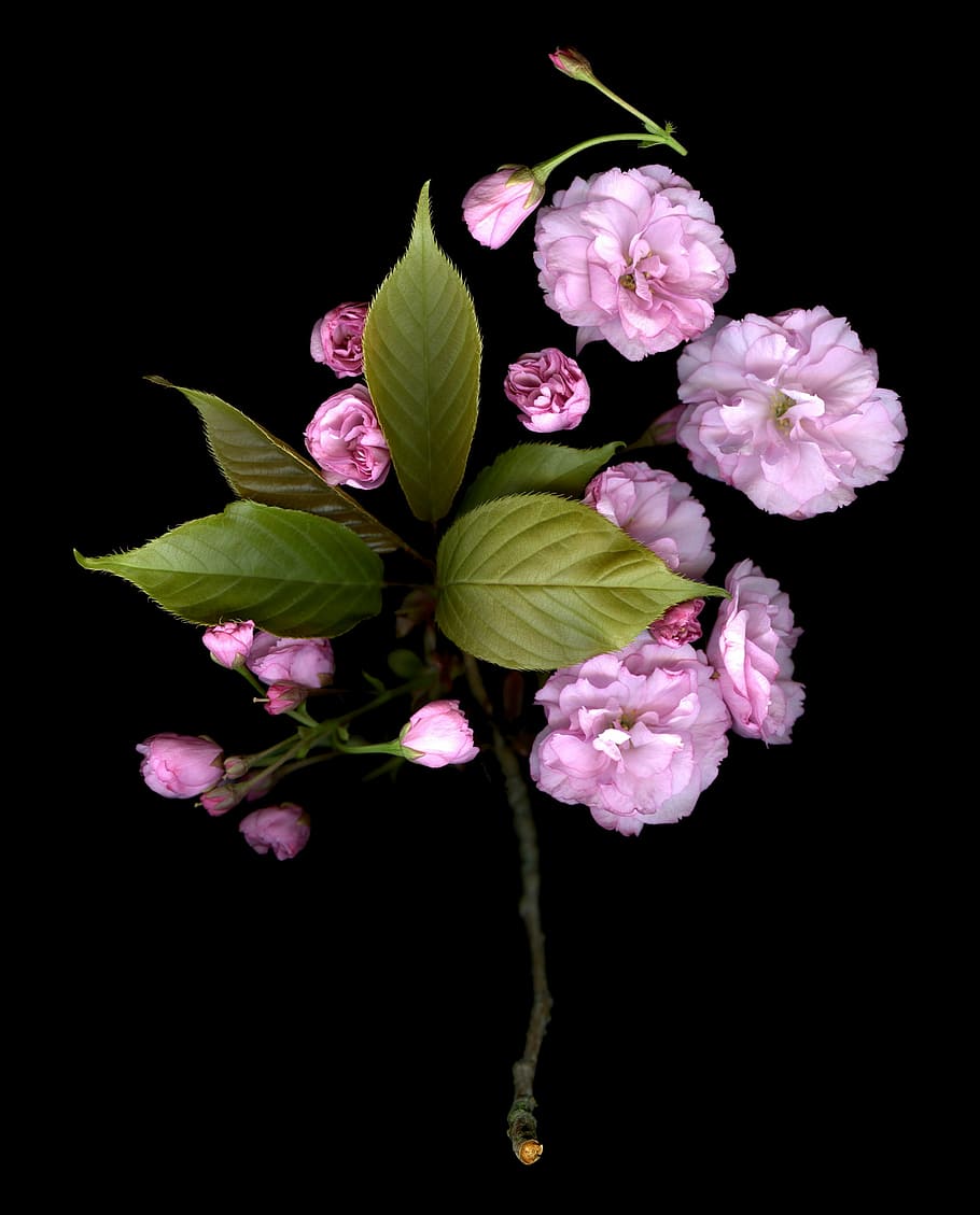 pink flowers, spring, black, green, nature, spring flower, bright HD wallpaper