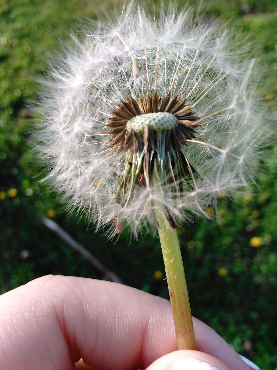 dandelion, spring, sun, grass, wind, human hand, human body part HD wallpaper