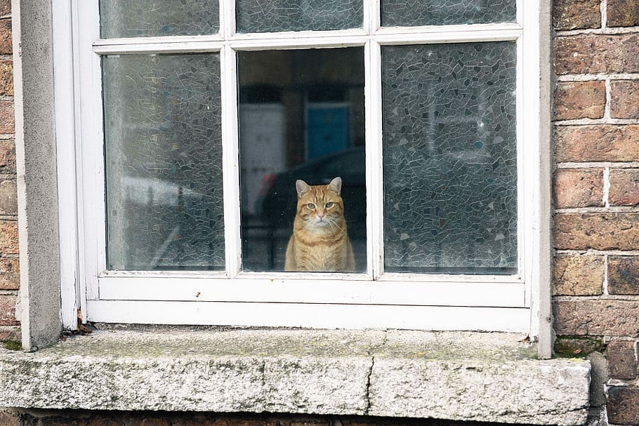 orange cat on open window, orange tabby cat looking on window HD wallpaper