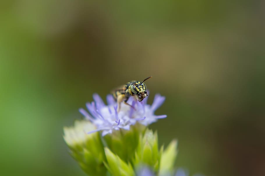 insects, flowers, dec, beautiful, nature, garden, bee, animals HD wallpaper