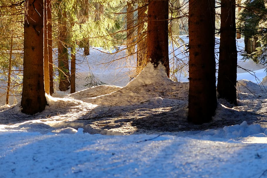 Jizera Mountains, Snow, Trees, light, jizerka, spruce, nature HD wallpaper