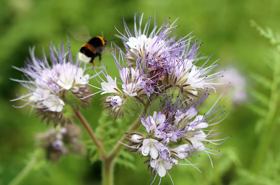 Blossom, Bloom, Hummel, Fly, Sprinkle, pollen, helllila, light purple HD wallpaper