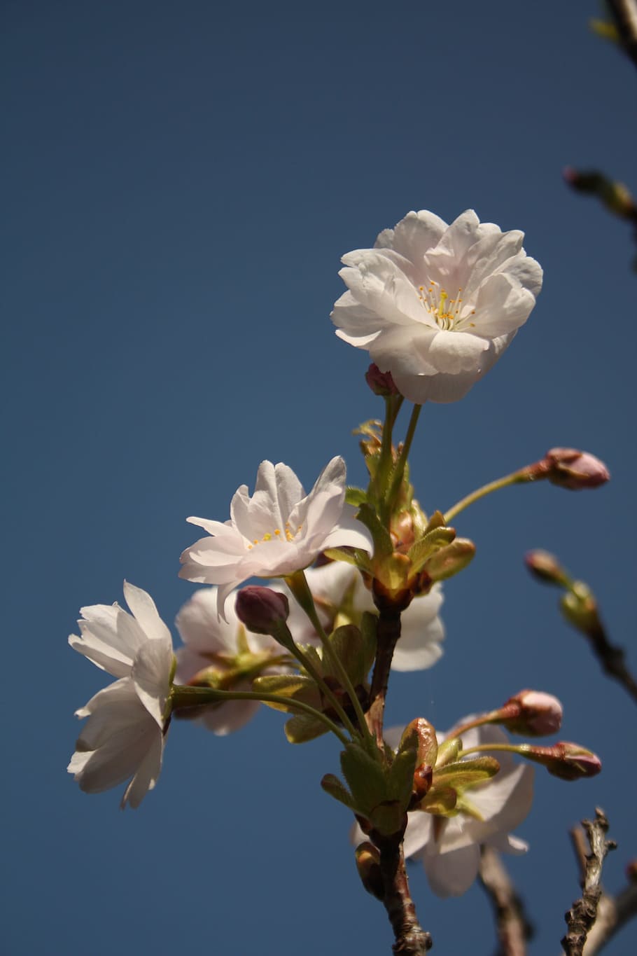 spring, blossom, flowering plant, vulnerability, fragility HD wallpaper
