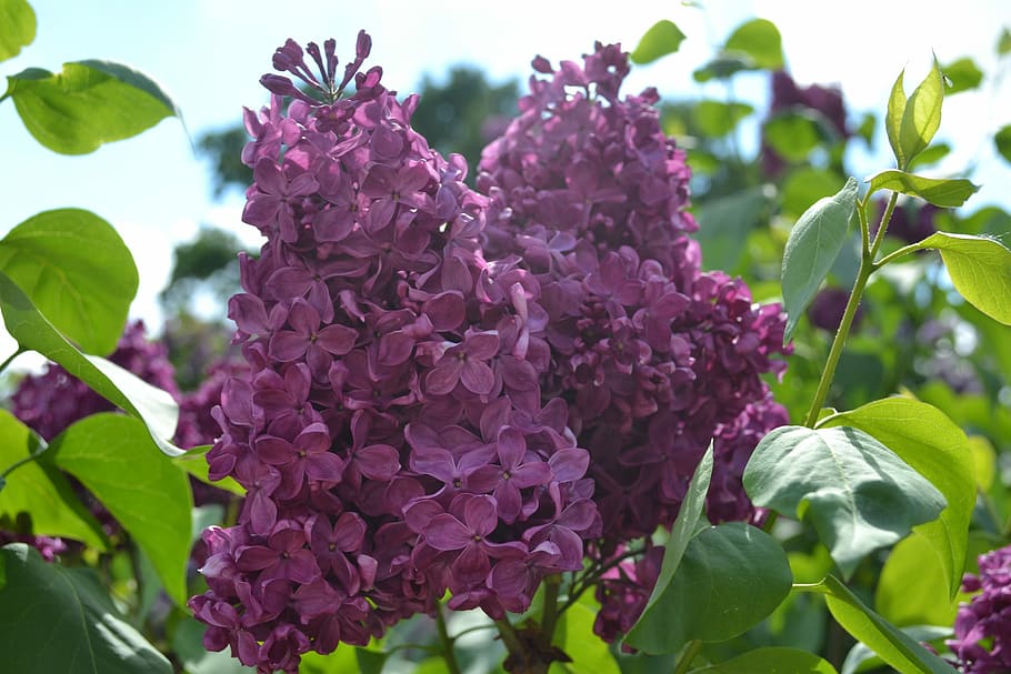Lilac, Flower, Bloom, Spring, Purple, purple flowers, garden HD wallpaper