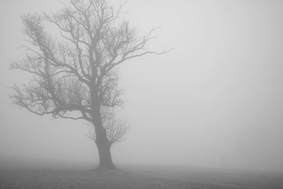 Với hình nền HD sương mù, bạn sẽ được đắm chìm vào cảm giác gợn bóng và lạnh giá của sương mù với một bầu không khí u tối đầy bí ẩn. Còn hình nền cây, rừng thì đưa bạn đến một thế giới hoang sơ, đầy màu sắc và sự sống. Hãy để những hình nền HD tâm trạng giúp bạn trải nghiệm những cung bậc tình cảm khác nhau từ sợ hãi, cô đơn, cho đến những bất ngờ đến bất ngờ đi.