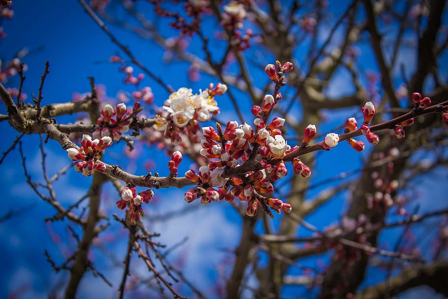 bloom, blossom, branches, flowers, nature, spring, summer, tree HD wallpaper