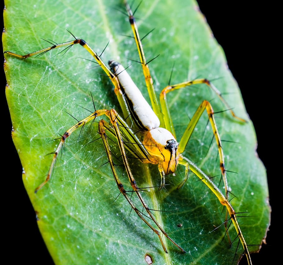 Spider, Arachnid, Insect, Close, green color, one animal, animal themes HD wallpaper