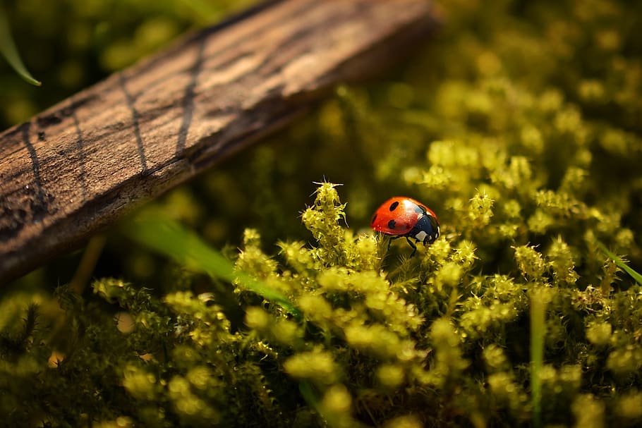 ladybug, ladybird, insect, plants, invertebrate, animals in the wild HD wallpaper