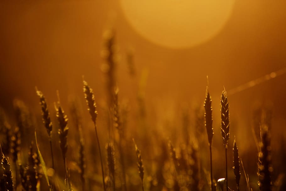 spot, sun, wheat, spikes, agriculture, still life, plant, field, HD wallpaper
