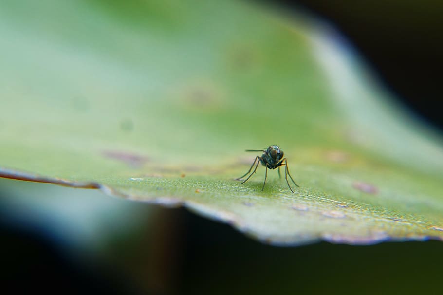 insects, garden, fly, leaves, details, macro photography, animal themes HD wallpaper