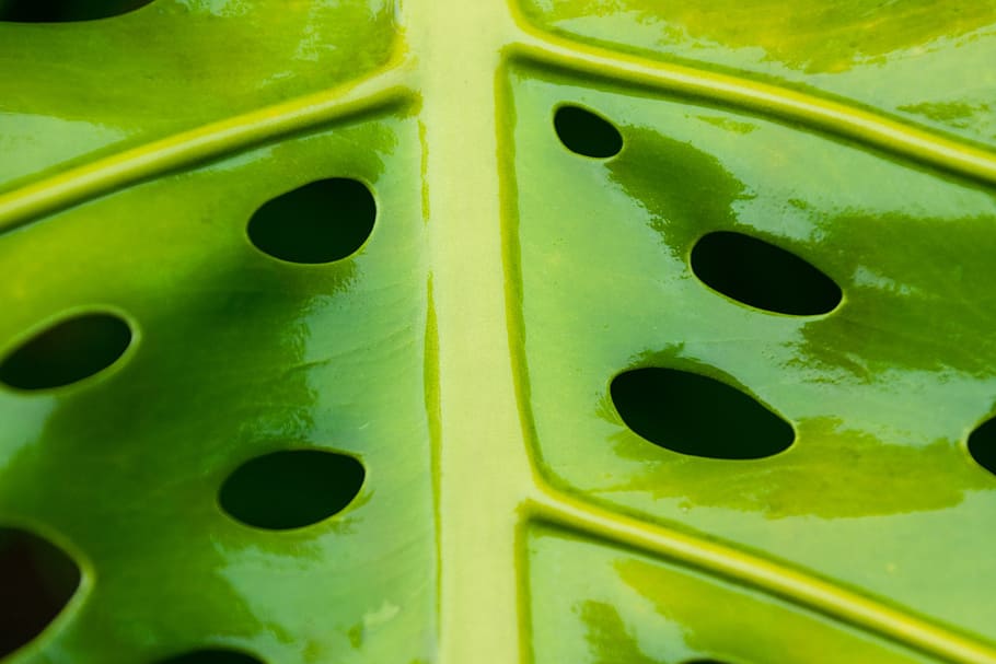 green ceramic leaf, abstract, botanical, breadfruit, ceriman HD wallpaper