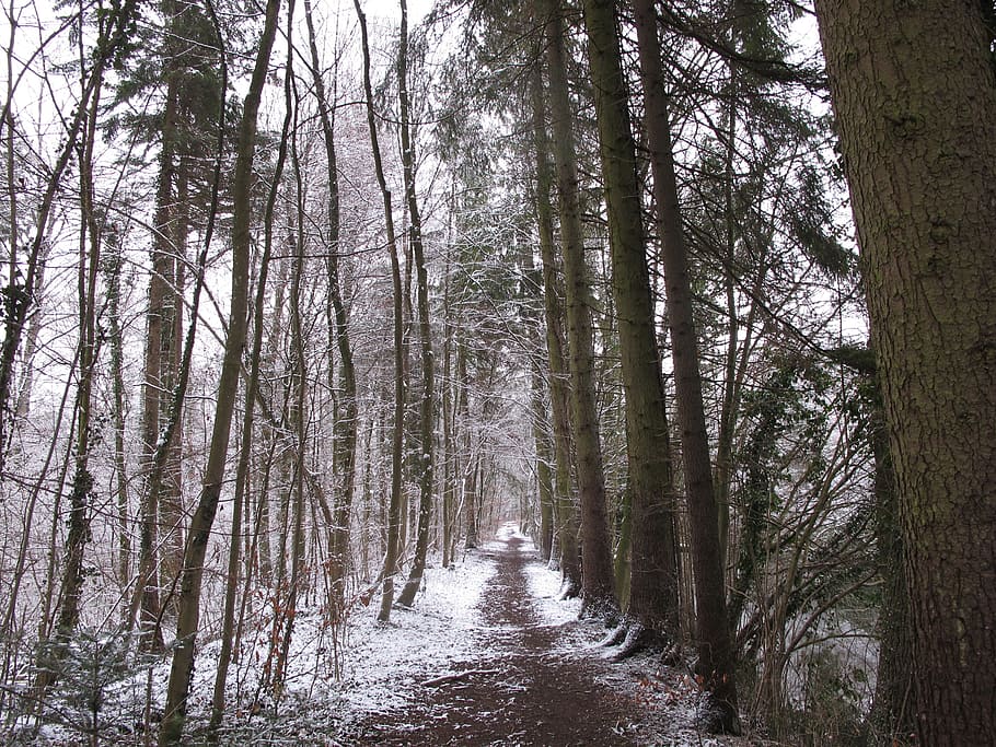 winter forest, snow, wintry, cold, nature, landscape, snowy HD wallpaper