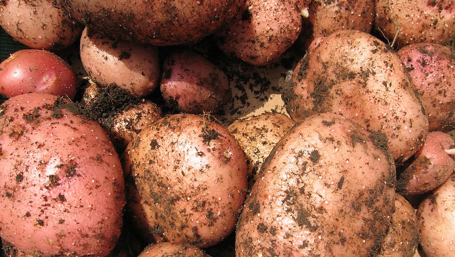 brown potato lot, potatoes, vegetable, spud, fresh, organic HD wallpaper