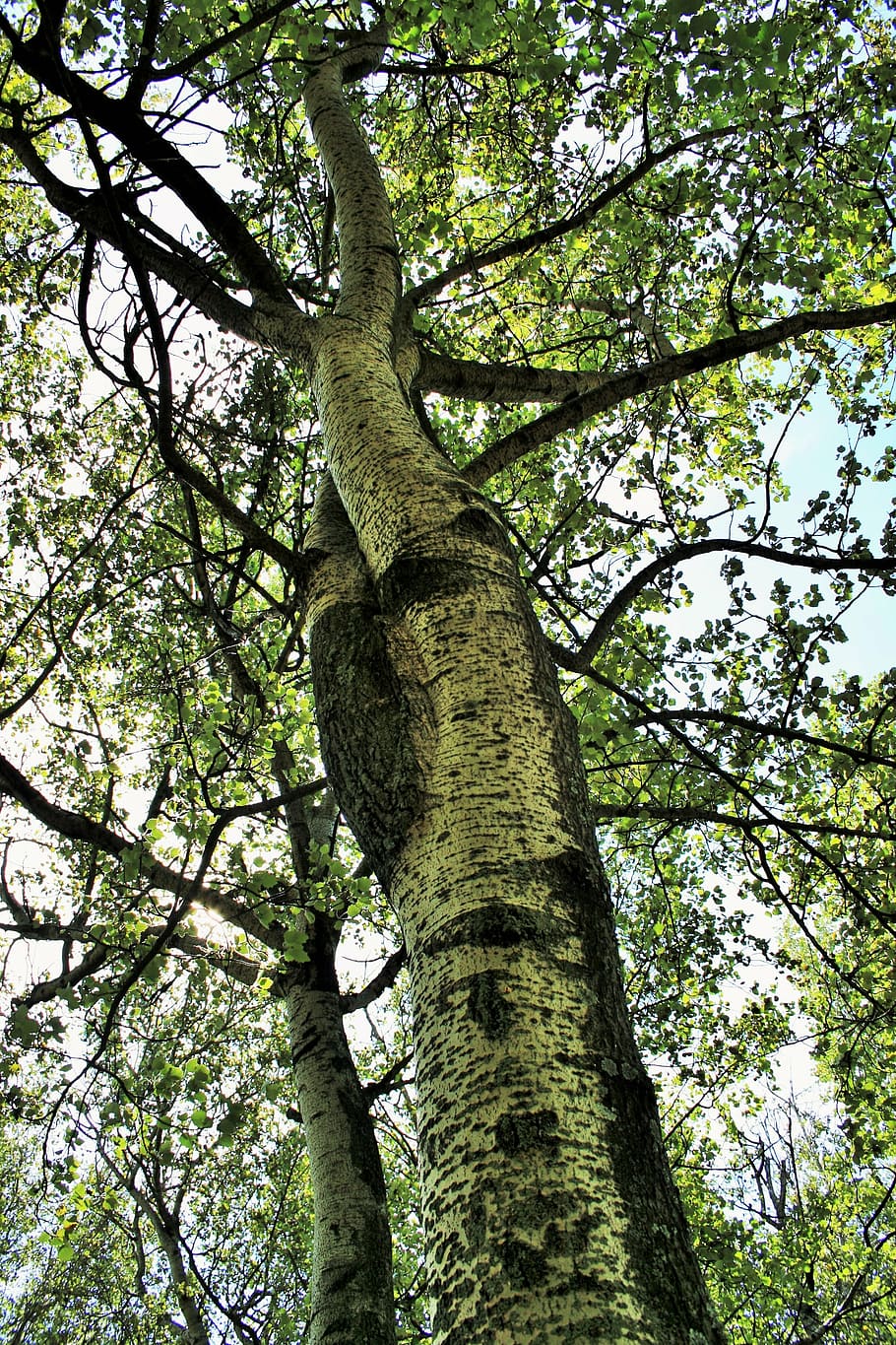 birch tree, trees, tall, leaves, yellowing, autumn, plant, low angle view HD wallpaper
