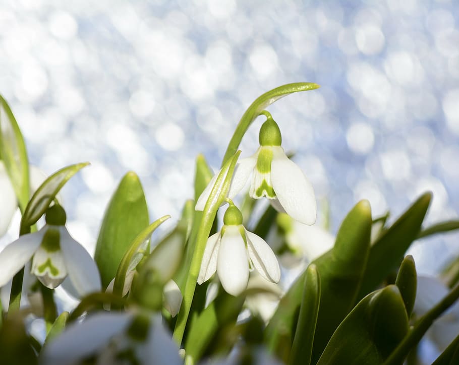 snowdrops, spring, grass, nature, plant, growth, beauty in nature HD wallpaper