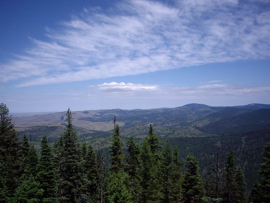 Landscape, Forests, Conifers, Trees, scenery, natural, hills HD wallpaper