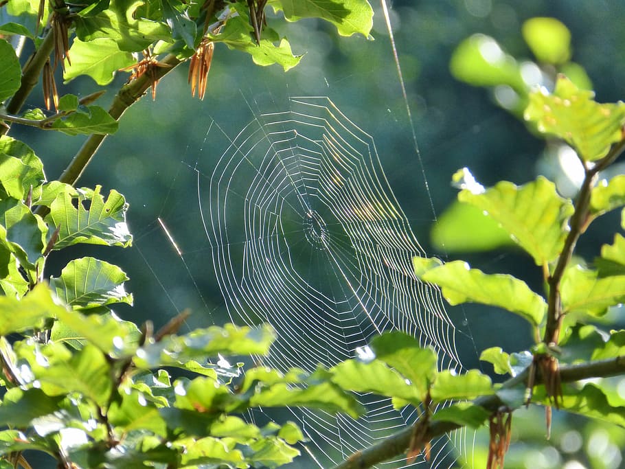 spider, cobweb, network, orb web, animal, nature, spider web HD wallpaper