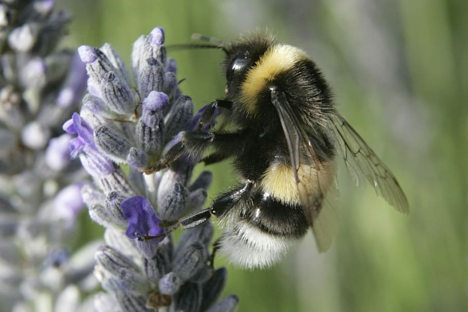 Bee, Flower, Nature, Insect, Summer, garden, macro, nectar HD wallpaper