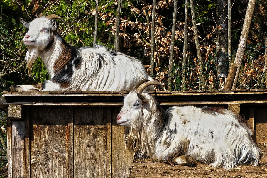 HD wallpaper: domestic goat, livestock, farm, cute, animal, creature, ears  | Wallpaper Flare