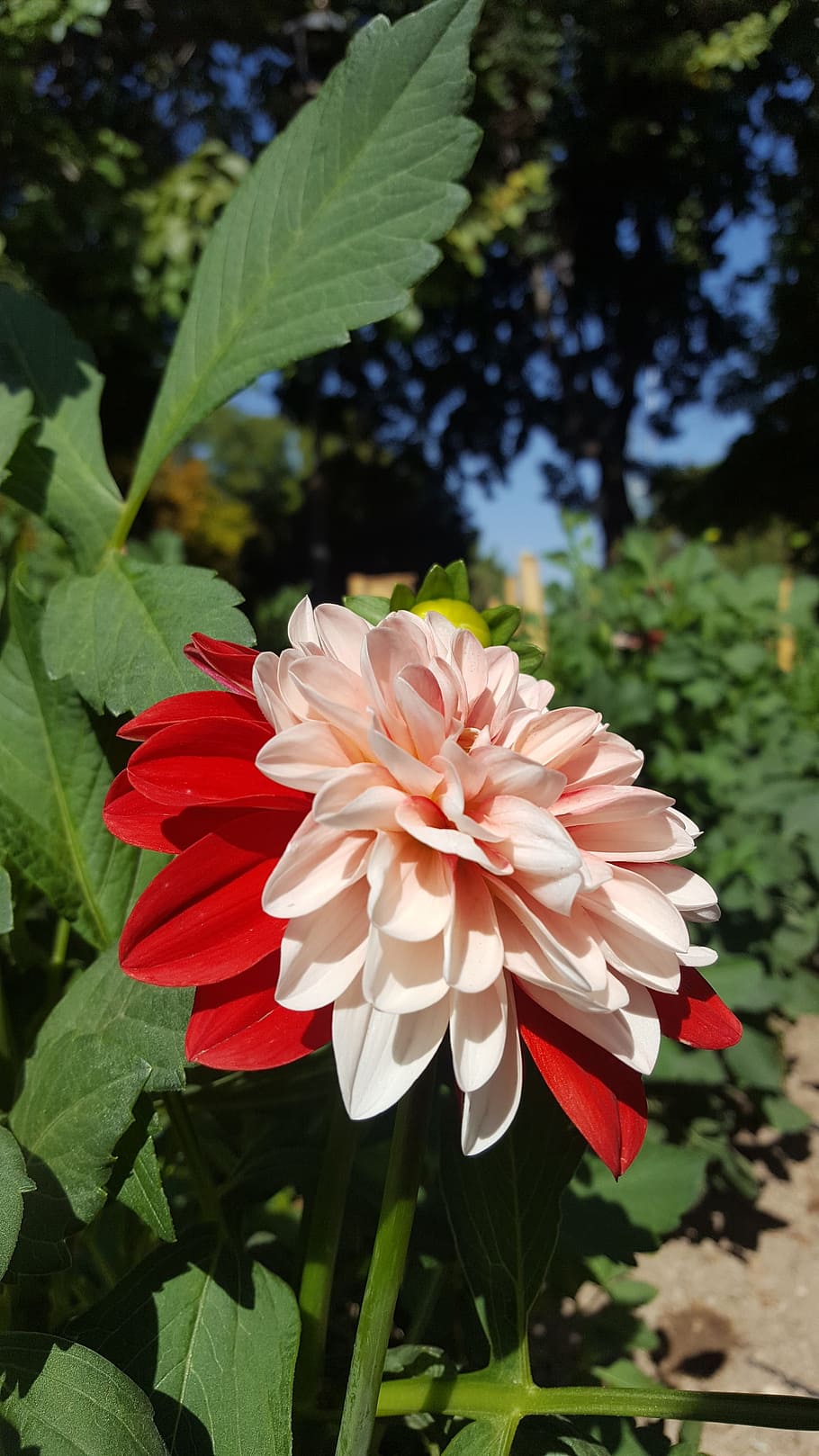 flower, red, white, rose, plant, park, garden, flowering plant HD wallpaper