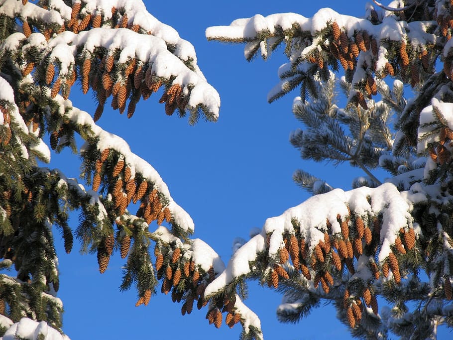 larch, pine, spruce, tree, conifer, cones, seeds, nuts, branch HD wallpaper