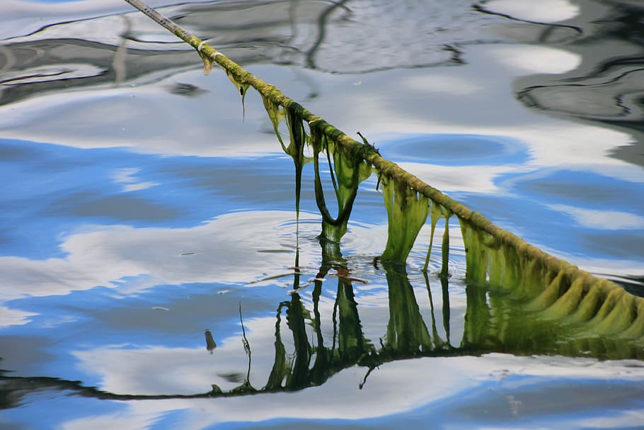 Reflection, Rope, Moss, Marine, water, no people, nature, outdoors HD wallpaper