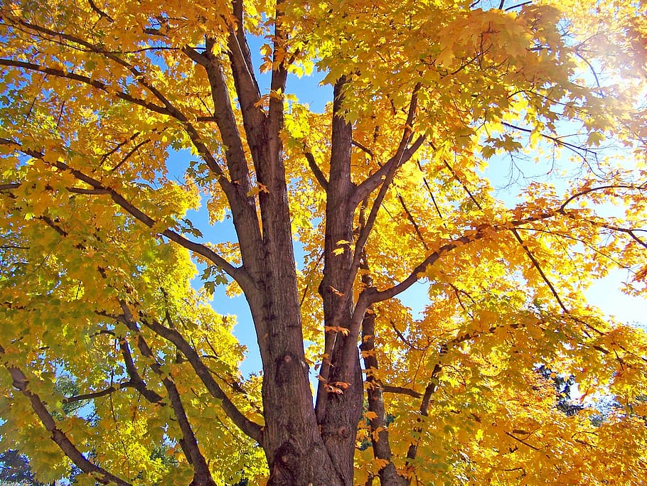 autumn, fall, maple, tree, leaves, yellow, leaf, nature, forest HD wallpaper