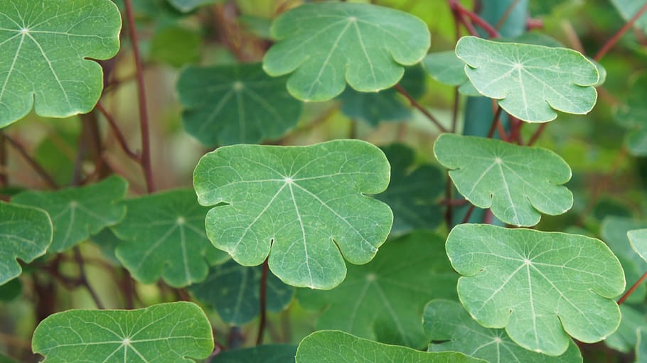 leaf, plant, nature, environment, plant part, growth, green color HD wallpaper
