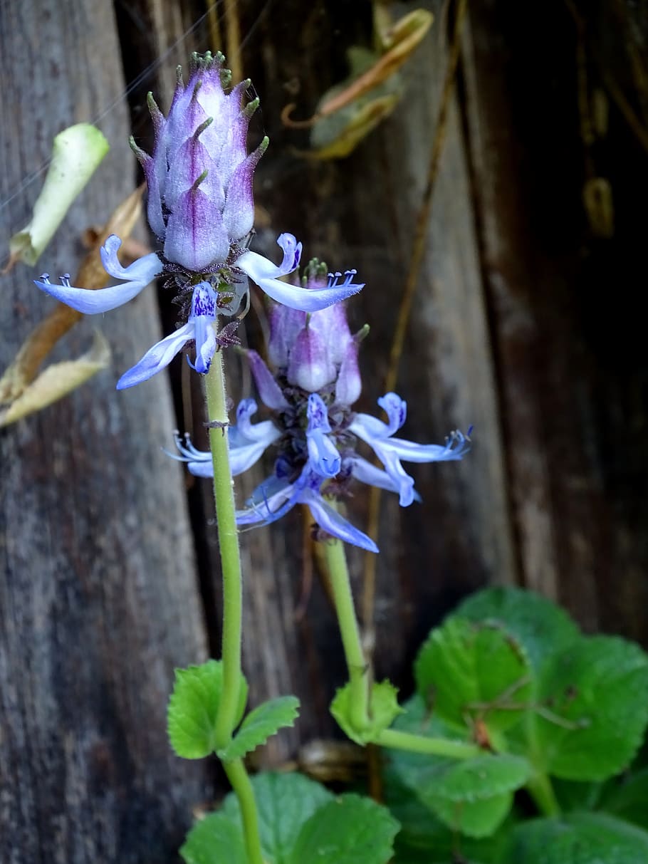 fuck-you-plant, plectranthus caninus, cat scare, plectranthus ornatus