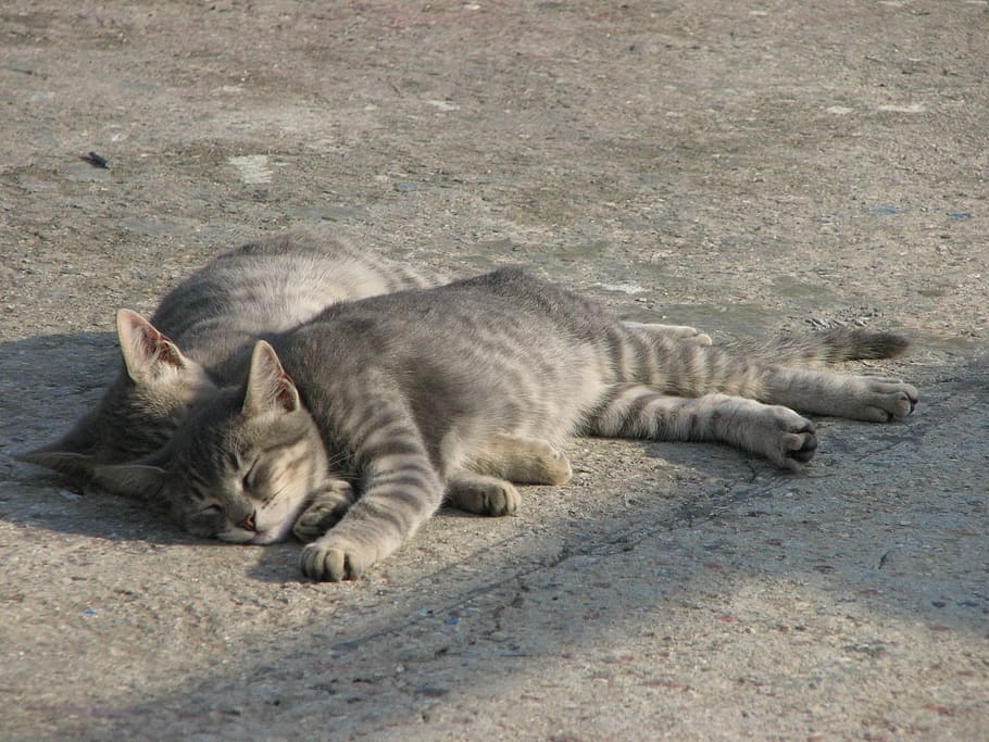 Cats, Twins, Katze, Sunshine, grey, relaxed, animals in the wild HD wallpaper