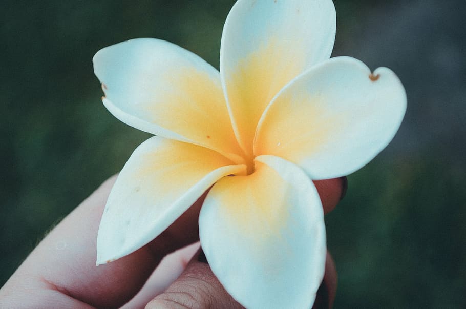person holding white-and-yellow plumeria flower, bloom, hand HD wallpaper